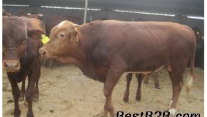 20头牛的乡村画卷：田园牧歌里的质朴生活与别样故事